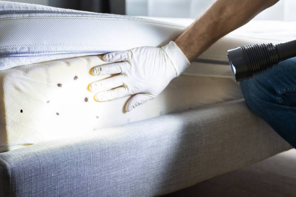 Wasp Removal Services in Belzoni, MS